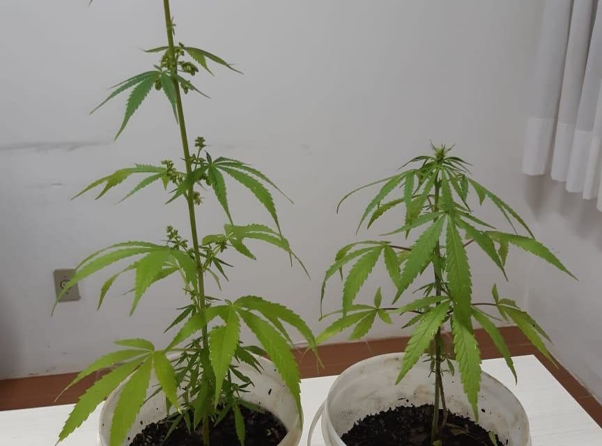 Polícia Civil de Modelo localiza em residência pequena plantação de maconha