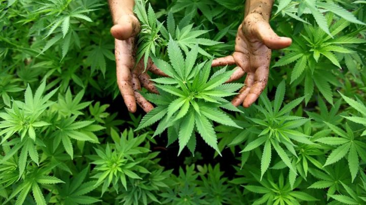 Justiça concede liminar favorável a morador de Santa Catarina para plantio de maconha para uso medicinal