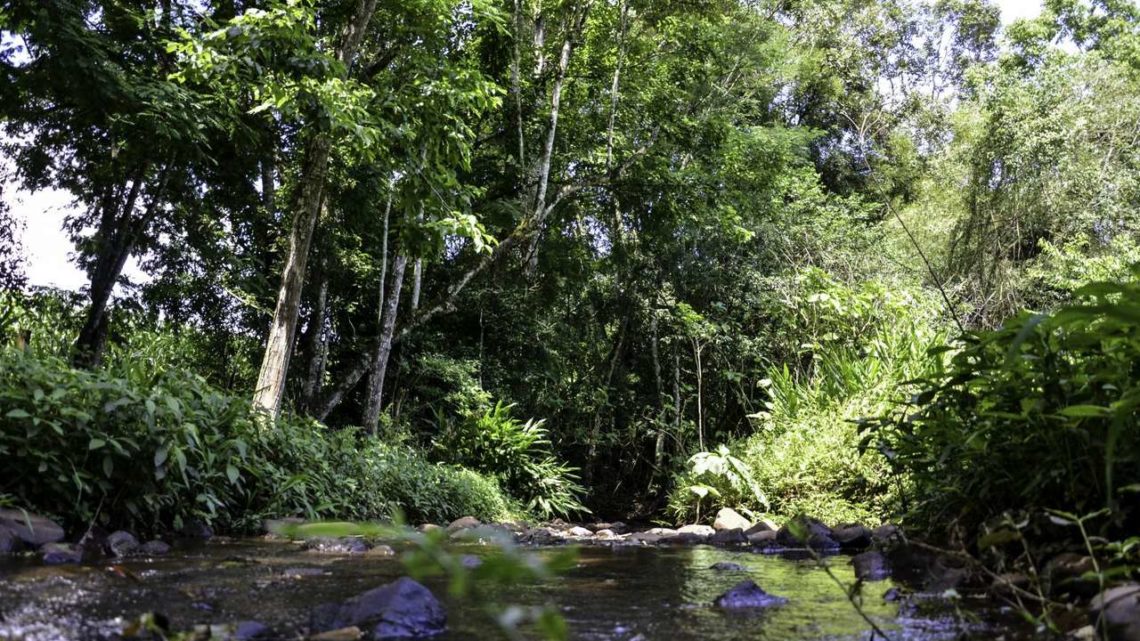 Empresa, biólogo e servidor do IMA são condenados por crime ambiental em Chapecó