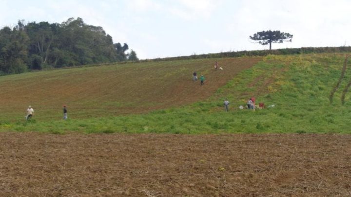 Operação flagra trabalho escravo em plantação de cebola em SC