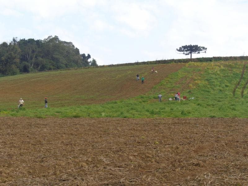 Operação flagra trabalho escravo em plantação de cebola em SC