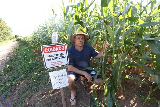 Agricultor coloca alerta em lavoura de milho para espantar ladrões
