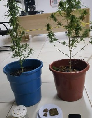 PM encontra dois pés de maconha em Xaxim