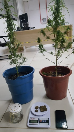 PM encontra dois pés de maconha em Xaxim