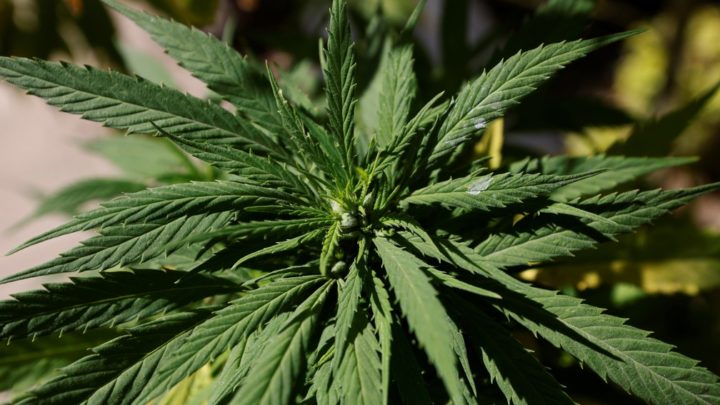 Comissão da ONU aprova retirar a maconha de lista de drogas consideradas mais perigosas