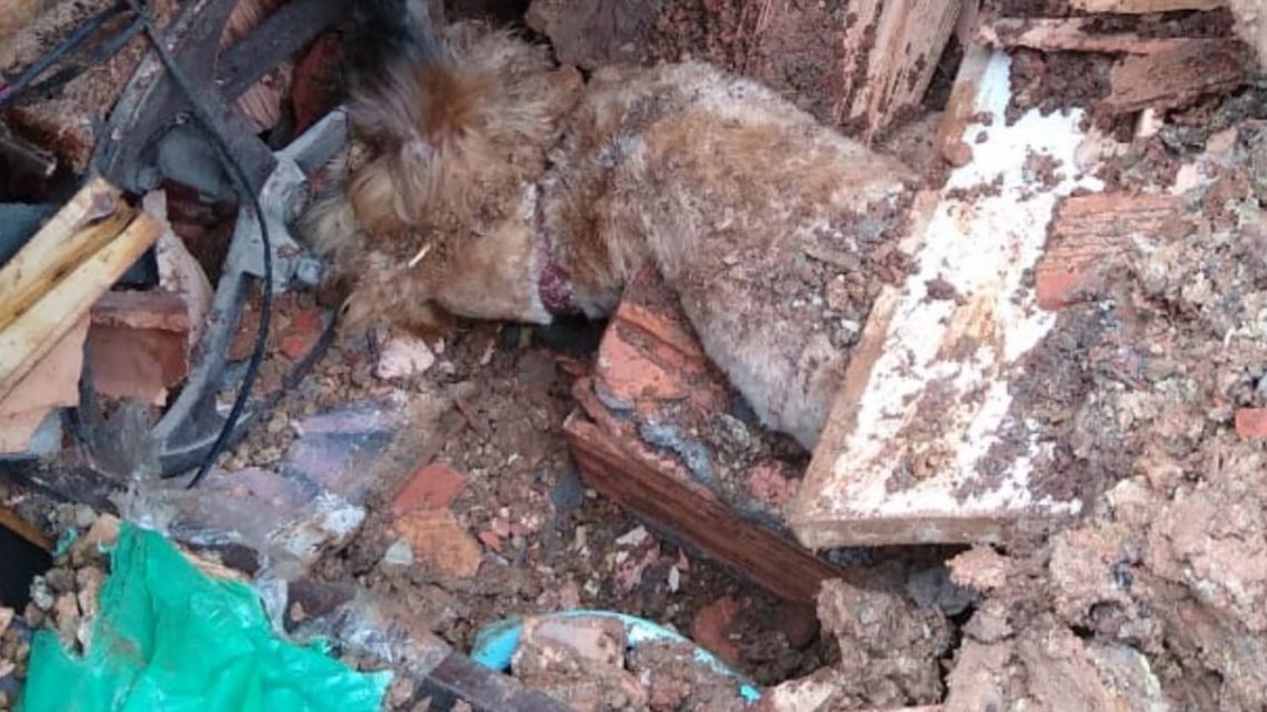 Bombeiros resgatam cachorro soterrado em Ituporanga