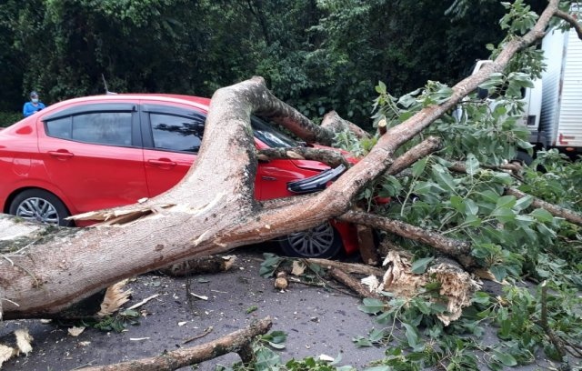 Árvore cai e atinge carro e caminhão na SC-150 em Lacerdópolis