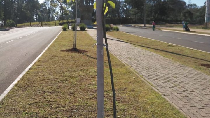 Plano de Arborização Urbana de Chapecó é instituído