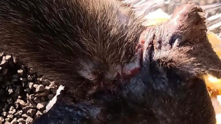 Polícia Civil indicia mulher por maus-tratos a animal no oeste