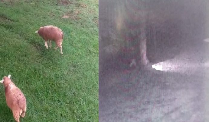 Câmeras flagram ladrões furtando ovelhas em Engenho Velho e fuga de barco pelo lago da usina hidrelétrica