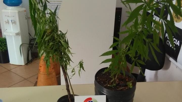 Pés de maconha são encontrados no interior de Concórdia