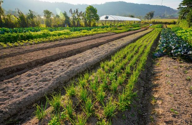 Agricultura inicia distribuição de calcário para aumentar a produtividade das lavouras