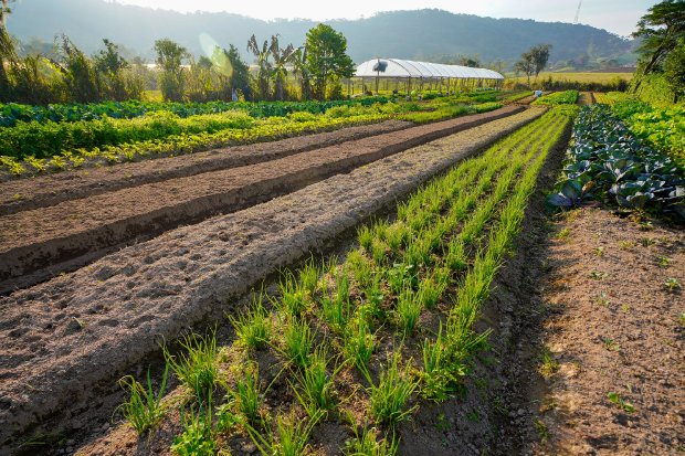 Agricultura inicia distribuição de calcário para aumentar a produtividade das lavouras