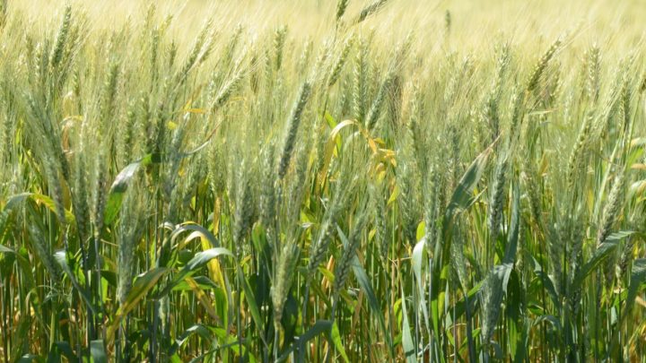 Santa Catarina reforça a importância do cultivo de cereais de inverno para ração animal