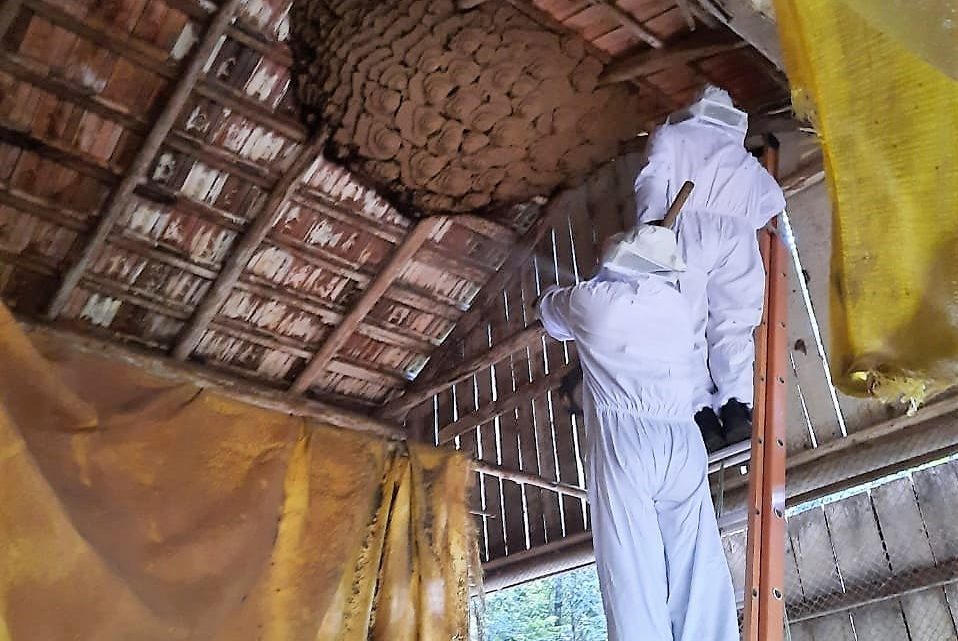 Ninho gigante de vespas é retirado no interior de Coronel Freitas
