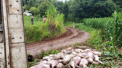 VÍDEO: Caminhão carregado com suínos tomba no interior de Iporã do Oeste