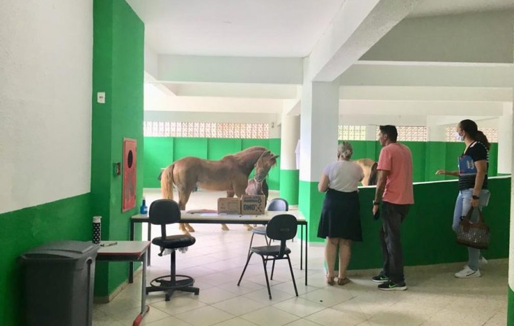 Cavalos invadem escola e assustam professores em SC