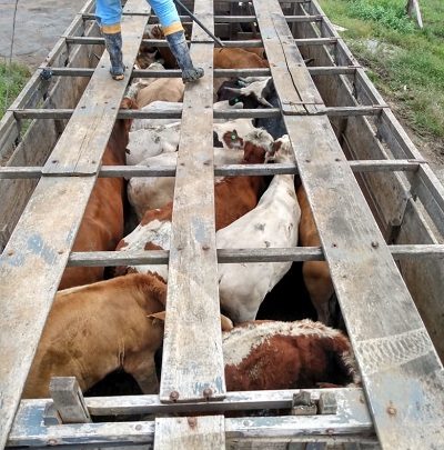 Furto de gado aumenta em Santa Catarina e preocupa pecuaristas