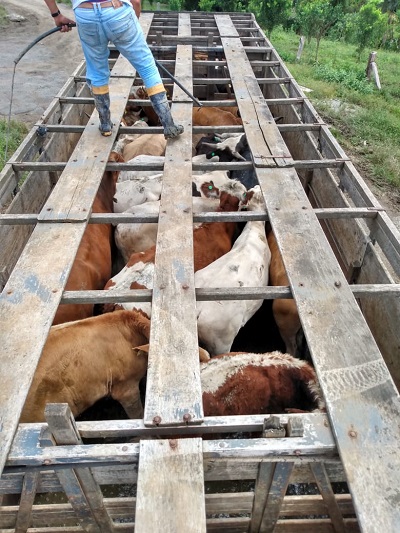 Furto de gado aumenta em Santa Catarina e preocupa pecuaristas