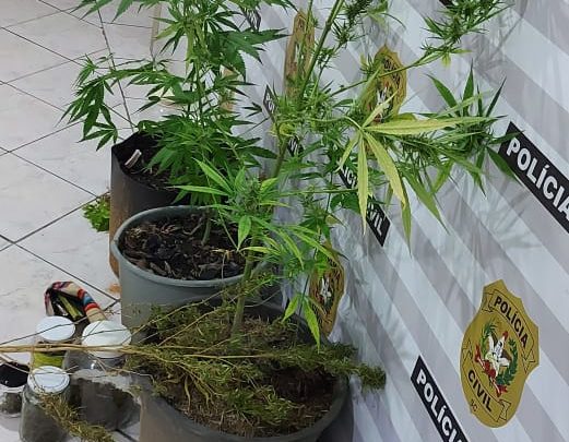 Polícia Civil descobre plantação de maconha em SC