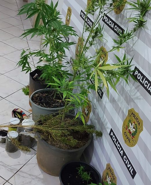 Polícia Civil descobre plantação de maconha em SC