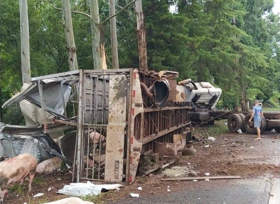 Caminhão carregado de suínos tomba na ERS-480, em Erval Grande