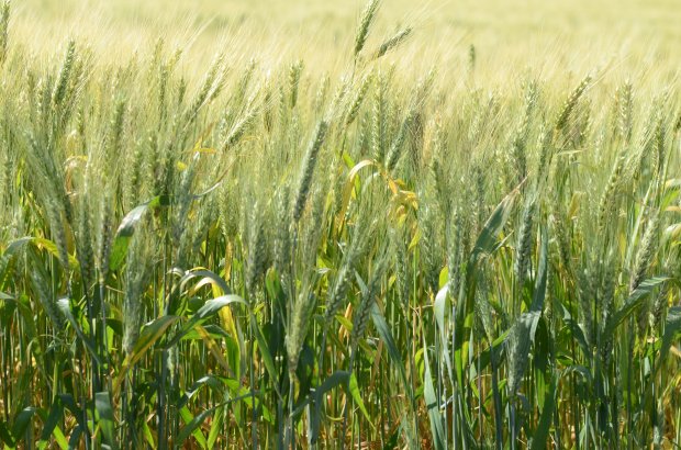 Santa Catarina amplia em 15% a área plantada de trigo