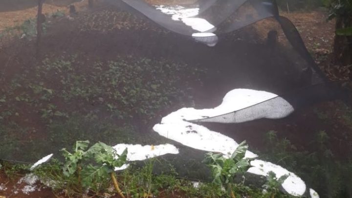 Chuva de granizo causa estragos em propriedades do interior de Seara