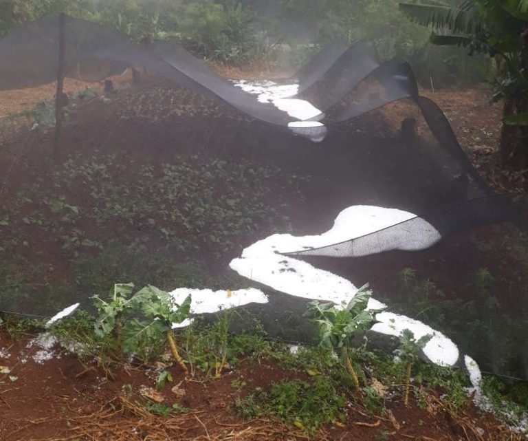 Chuva de granizo causa estragos em propriedades do interior de Seara