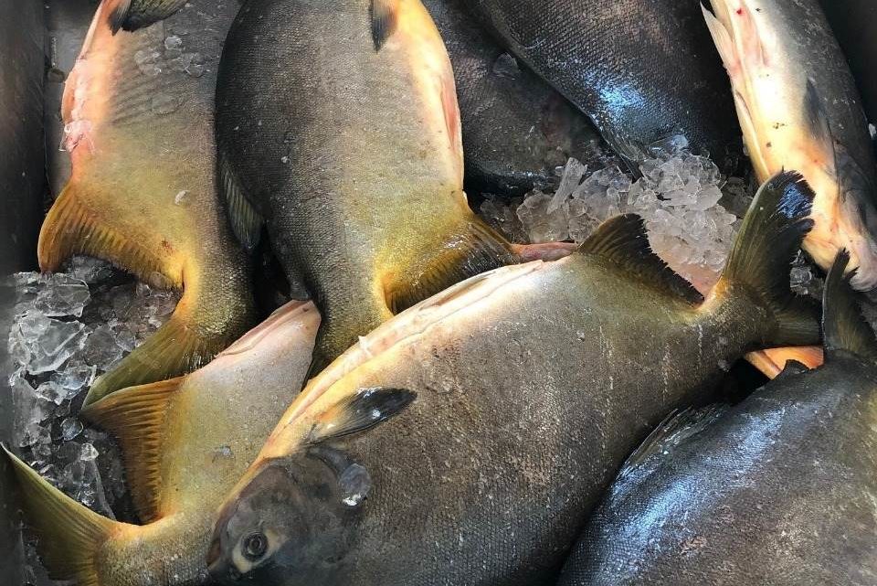 Feira do peixe é confirmada pela Secretaria da Agricultura