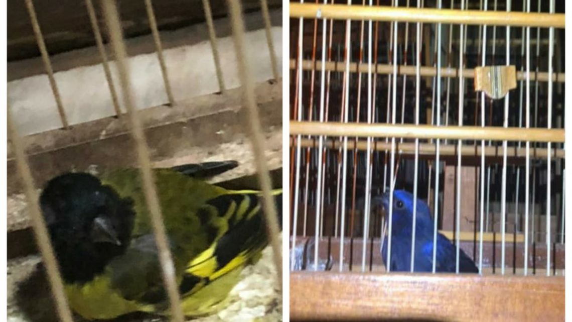 Polícia Ambiental apreende aves silvestres após fuga em Bom Jesus
