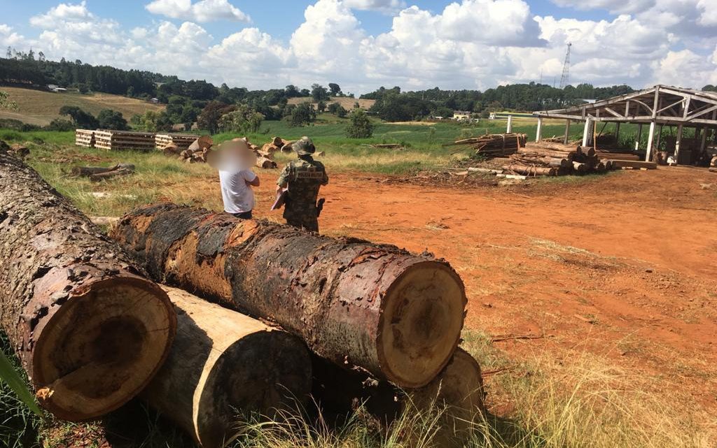 Polícia Ambiental encontra madeireira clandestina no interior de Xanxerê