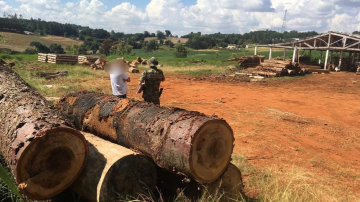 Polícia Ambiental encontra madeireira clandestina no interior de Xanxerê