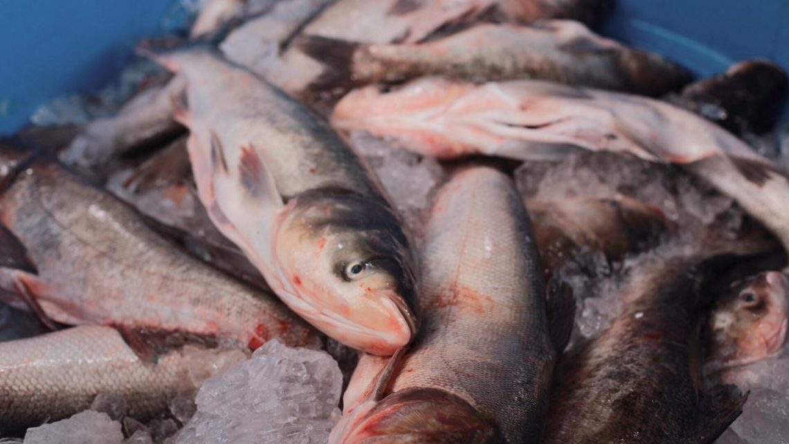 Movimento intenso na Feira do Peixe Vivo em Chapecó