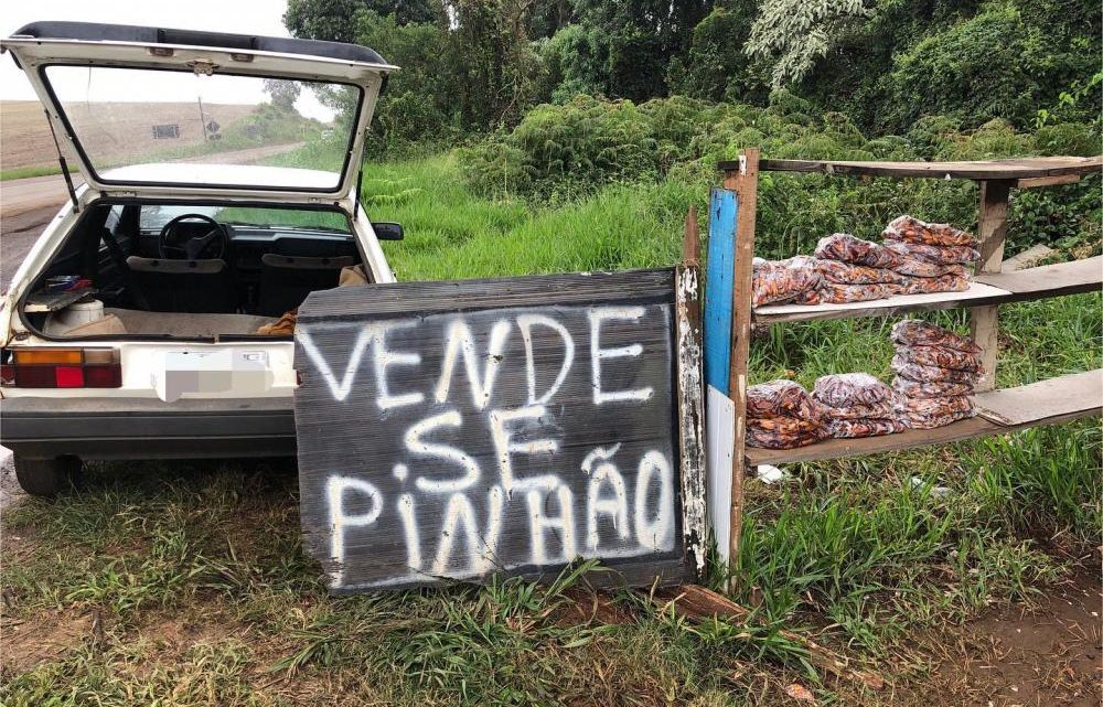 Polícia Ambiental apreende mais de 60 kg de pinhão no Oeste