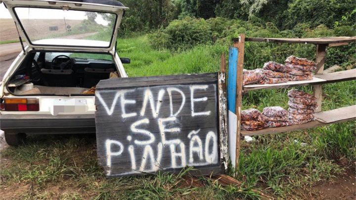 Polícia Ambiental apreende mais de 60 kg de pinhão no Oeste
