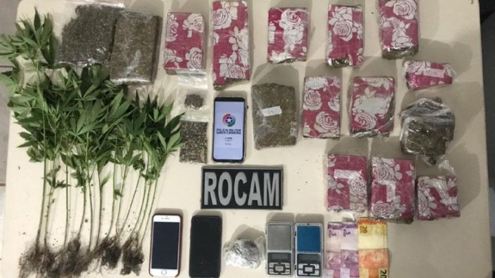 Casal é preso com plantação de maconha no interior de Chapecó