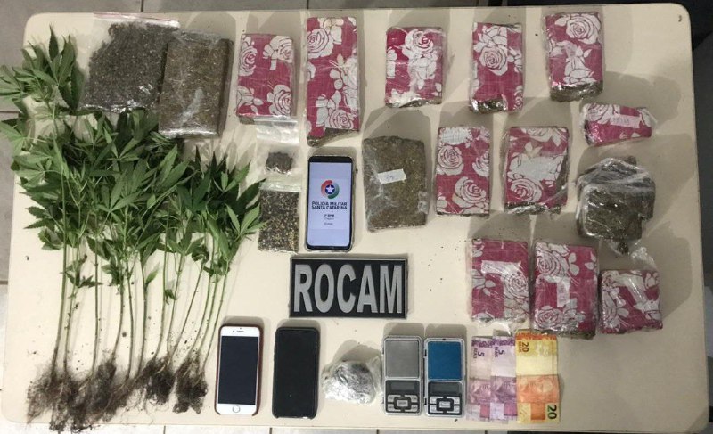 Casal é preso com plantação de maconha no interior de Chapecó