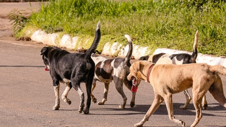Avança em SC projeto que prevê controle populacional de animais domésticos