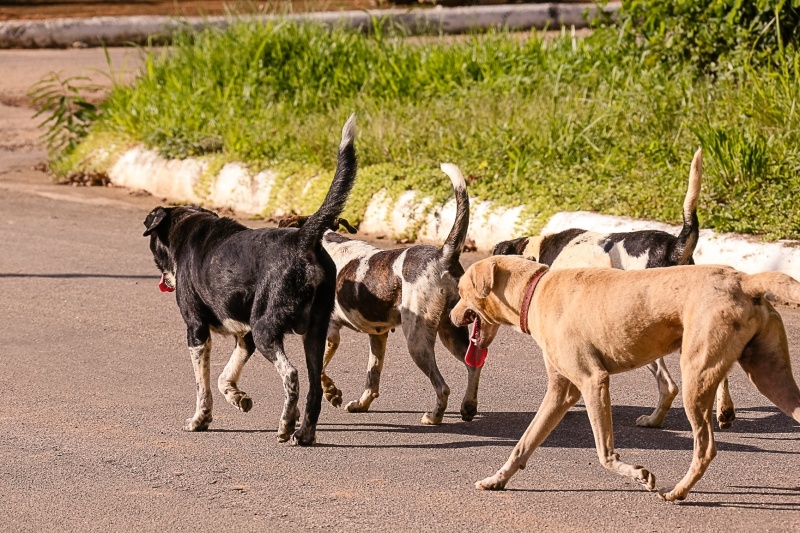 Avança em SC projeto que prevê controle populacional de animais domésticos