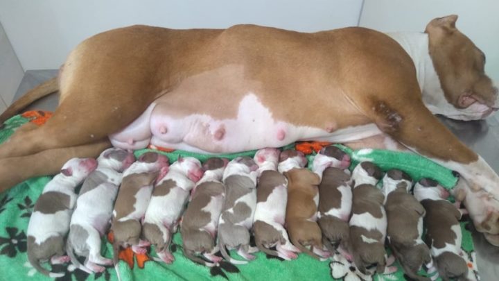 Cachorra dá à luz 12 filhotes em parto por cesariana no RS