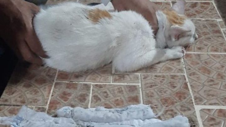 Gato é capturado após tentativa de introduzir drogas em presídio