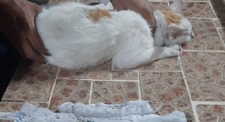 Gato é capturado após tentativa de introduzir drogas em presídio