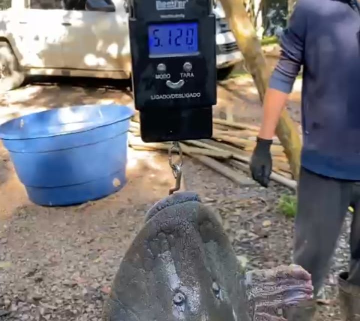 Fotos: Pescador captura cascudo com mais de 5 quilos no lago da usina em Concórdia