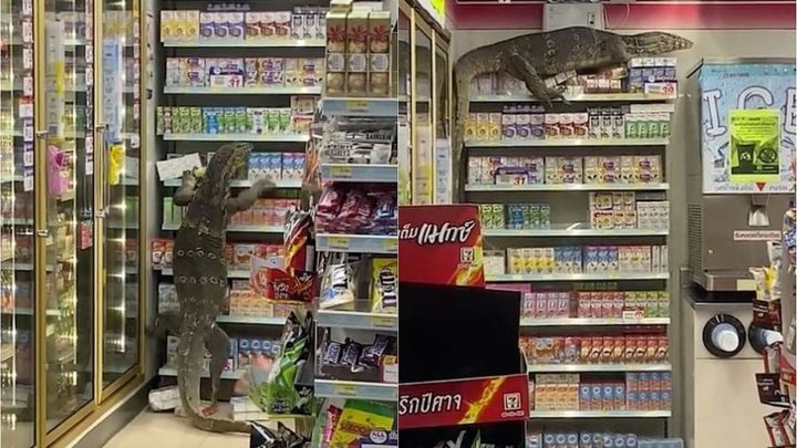 VÍDEO: lagarto gigante invade mercado e escala prateleiras
