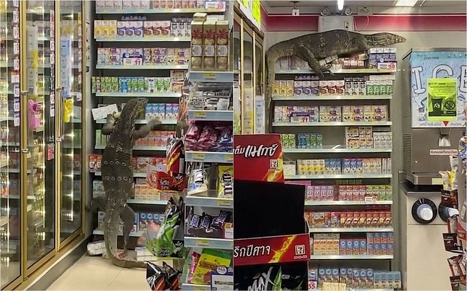 VÍDEO: lagarto gigante invade mercado e escala prateleiras