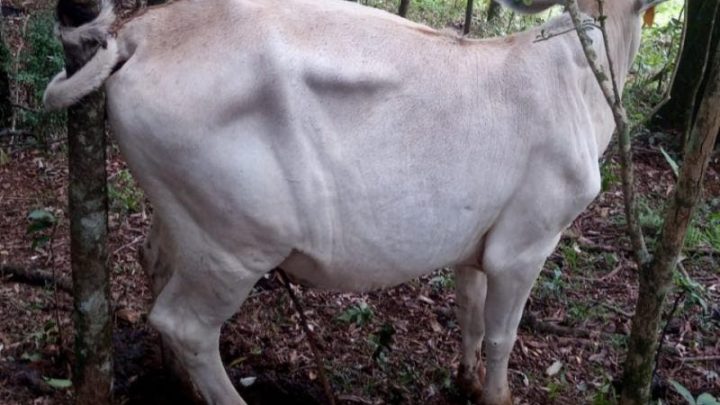 Vaca enrola o próprio rabo em árvore e fica presa no Oeste de SC: “nunca tinha visto isso”, diz dono