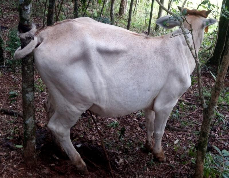 Vaca enrola o próprio rabo em árvore e fica presa no Oeste de SC: “nunca tinha visto isso”, diz dono