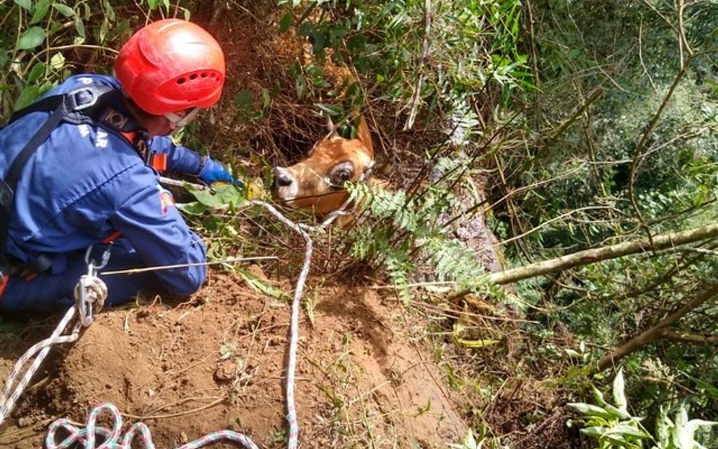 Vaca cai de barranco e fica pendurada pelos chifres a 50 metros de altura em SC