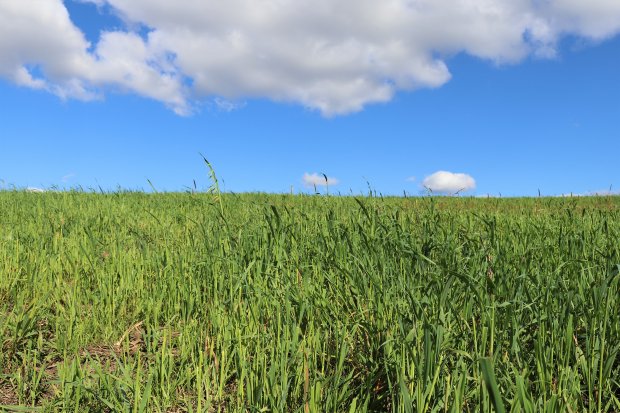 Serra Catarinense é a nova aposta para produção de cereais de inverno
